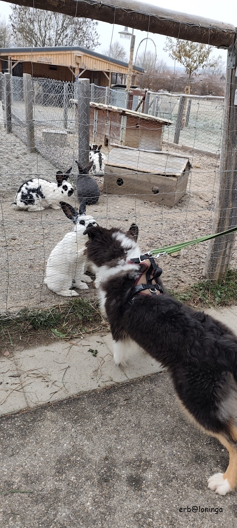 die Hasen sind sehr interessant und sind sich die Hunde gewohnt